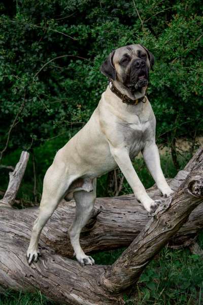 Presa Canario-Beitrag-Bild