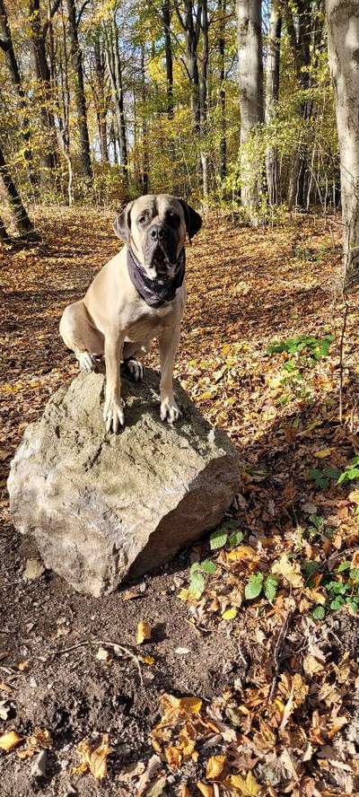 hallo gibt es hier noch andere dogo canirios?-Beitrag-Bild