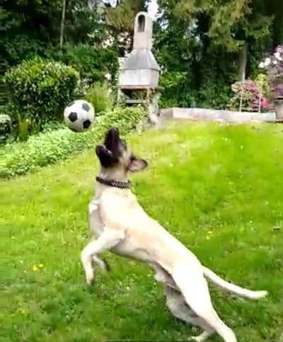 Dogorama Photo Challenge - Fail/Outtakes-Beitrag-Bild