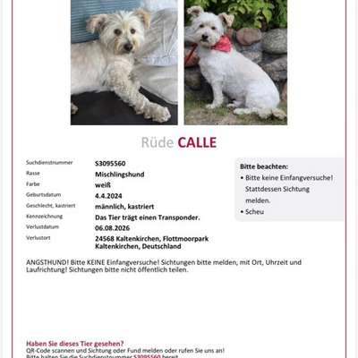 Suchmeldung-Calle-Bild