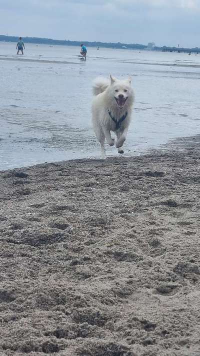 Die Dogorama-Wochen-Challenge "Die schönste Grimasse"-Beitrag-Bild