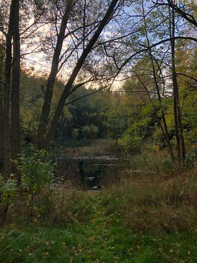 Hundeauslaufgebiet-Wald bei "Zum Busch" Barrien-Bild