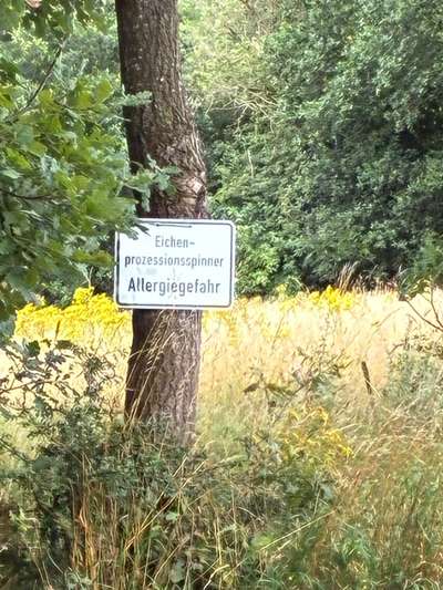 Giftköder-Eichenprozessionsspinner-Bild