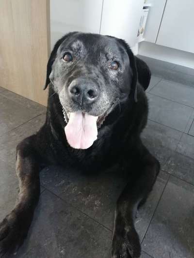 Unsere Fellnasen im Regenbogenland-Beitrag-Bild