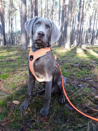 Labmaraner Freunde gesucht-Beitrag-Bild