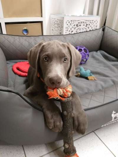 Labradorfans-Beitrag-Bild