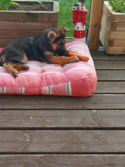 Fotochallenge Guten Appetit! Dein Hund beim futtern-Beitrag-Bild