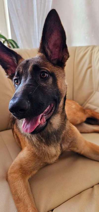 Malinois-Beitrag-Bild