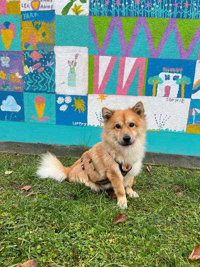 Hundetreffen-Gassitteffen-Bild