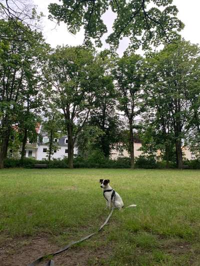 Hundeplatz Alt-Hohenschonhausen-Beitrag-Bild