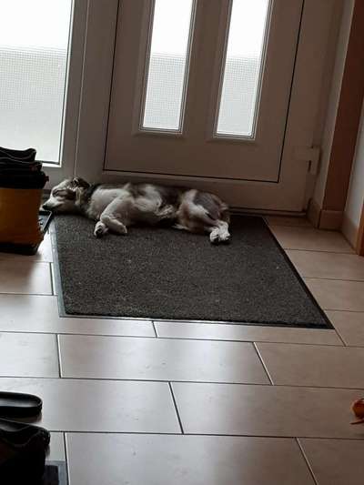 Challenge Nr 14
Eure Fellnasen auf ihrem Lieblingsplatz-Beitrag-Bild