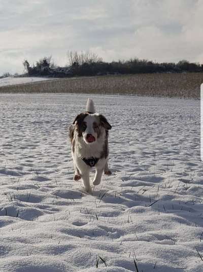 Fotochallenge 61 ~ Schnee-Beitrag-Bild