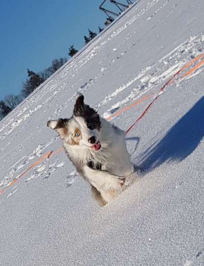Fotochallenge 66 ~ Rennaction -Zeig deinen Hund im Lauf-Beitrag-Bild