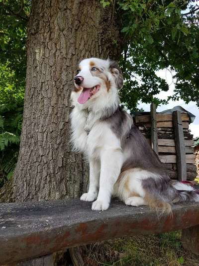 Die Dogorama Kalender Challenge 4/4-Beitrag-Bild