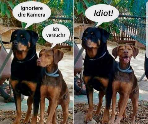 Hunde Memes-Beitrag-Bild