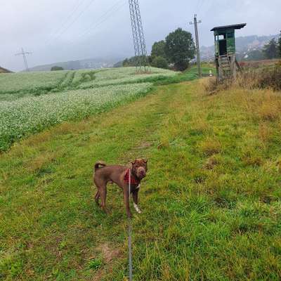 Hundetreffen-Spieltreff in GM-Hütte-Bild