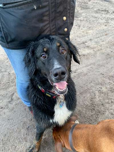 Hundetreffen-Coco sucht Freunde zum spielen und Gassi gehen.-Bild