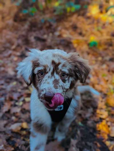 Hundetreffen-Spieltreffen mit Morty 😅-Bild