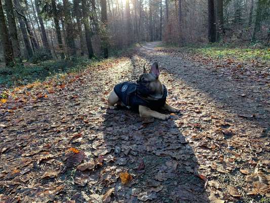 Hundetreffen-Gassi- und Spielrunde-Bild