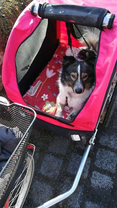 Radfahren mit Hund-Beitrag-Bild