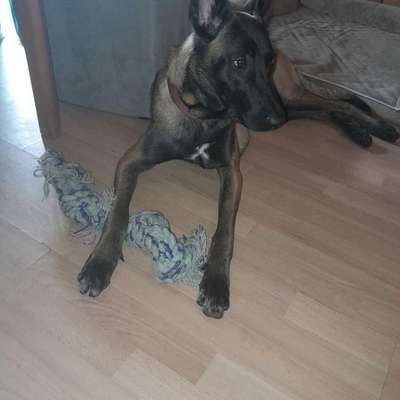 Hundetreffen-Hunde Begegnungen lerne, danach vielleicht spielen-Bild