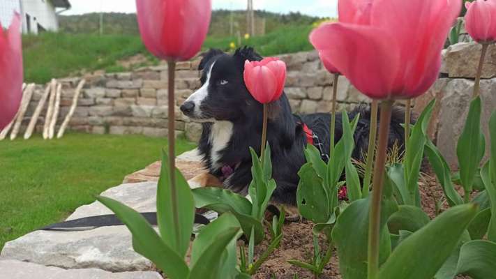 Dogorama Photo Challenge - Steine/Felsen-Beitrag-Bild