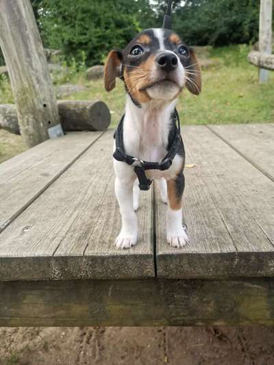 Hundetreffen-Welpentreffen Lörick, Niederkassel, Oberkassel und Heerdt-Bild