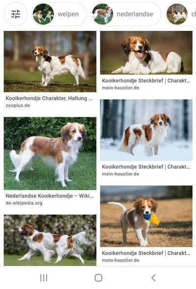 Hundetreffen-Suchen Hundefreund mit Kooikerhondje-Bild