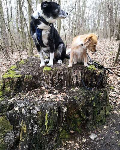 Fotochallenge No. 26                                     Wald und Wiese-Beitrag-Bild