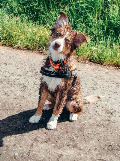 Dogorama-Monats-Challenge-Mai "Wasser"-Beitrag-Bild