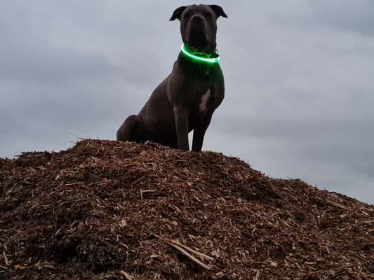 Wo sind meine AMERICAN BULLDOGS?-Beitrag-Bild