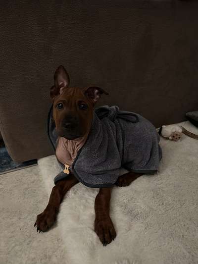 Rhodesian Ridgeback-Beitrag-Bild