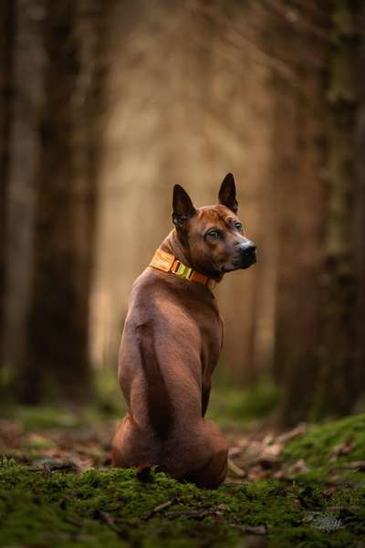 Hundetreffen-Gassirunden-Bild