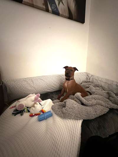 Rhodesian Ridgeback-Beitrag-Bild