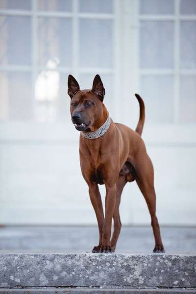 Rhodesian Ridgeback-Beitrag-Bild