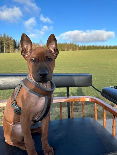 Rhodesian Ridgeback-Beitrag-Bild