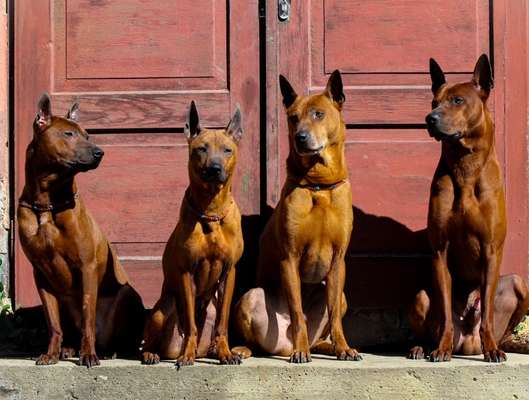 Rhodesian Ridgeback-Beitrag-Bild