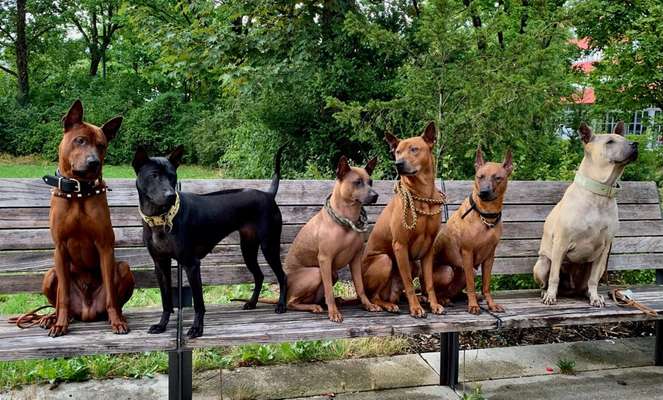 Rhodesian Ridgeback-Beitrag-Bild