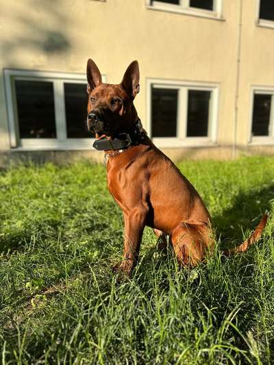 Rhodesian Ridgeback-Beitrag-Bild