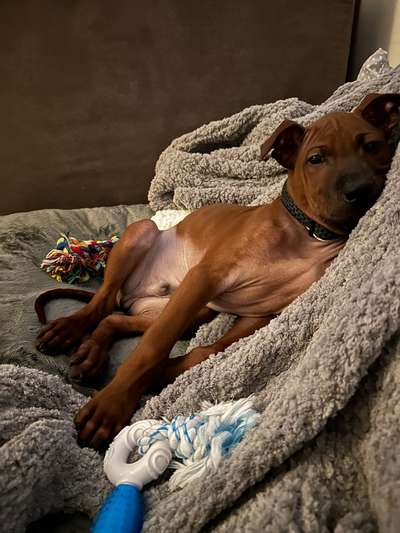 Rhodesian Ridgeback-Beitrag-Bild