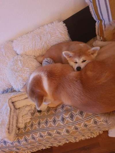 Welpen Bilder !-Beitrag-Bild