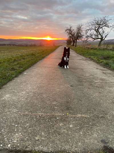 Hundetreffen-Spazier-/Trainingsrunden-Bild