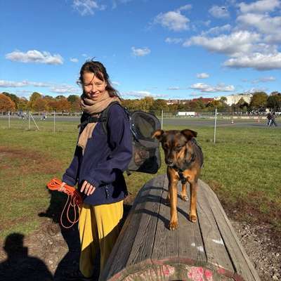 Hundetreffen-Spielfreunde und Social Walks-Bild