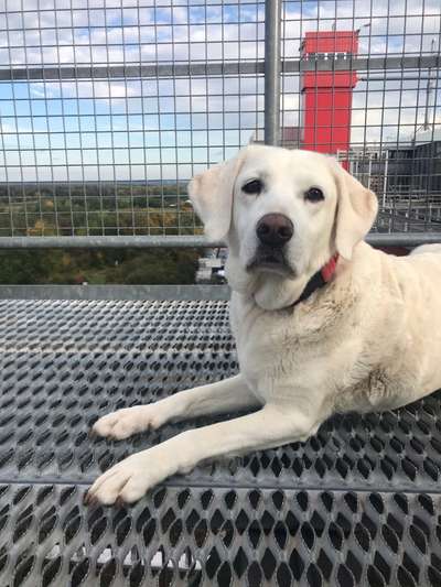 Labradorfans-Beitrag-Bild