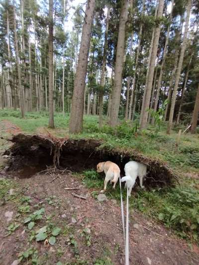 Foto -Challenge  Thema : Dein Hund Im Wald-Beitrag-Bild