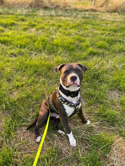 TierschutzhundeStammtisch🐕-Beitrag-Bild