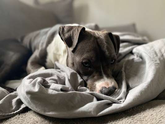 Freunde von 'Kampfhunden'-Beitrag-Bild