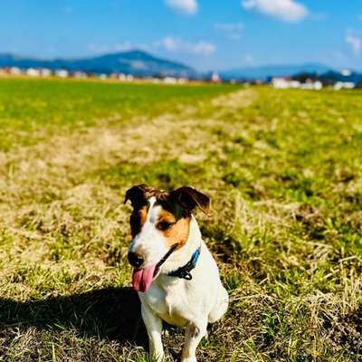 Hundetreffen-Gemeinsame Spaziergänge und Spielerunden-Bild