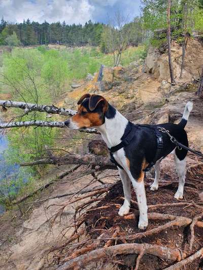 Wo sind die Jack und Parson Russell Terrier?-Beitrag-Bild