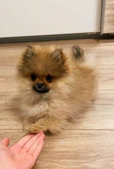 Welpen Bilder !-Beitrag-Bild